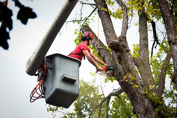 Why Choose Our Tree Removal Services in Pinehurst, MA?